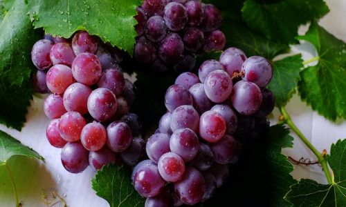 Coltivazione delle piante di uva