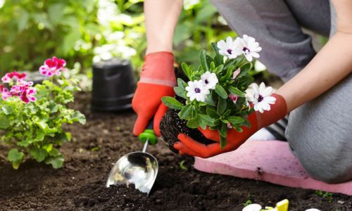 Home 34 Rinvasare le piante