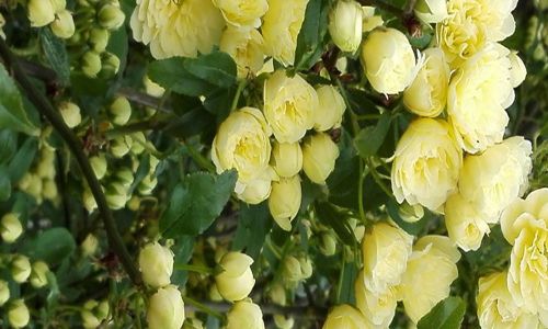 Home 29 Rosa senza spine Banksiae Lutea rampicante
