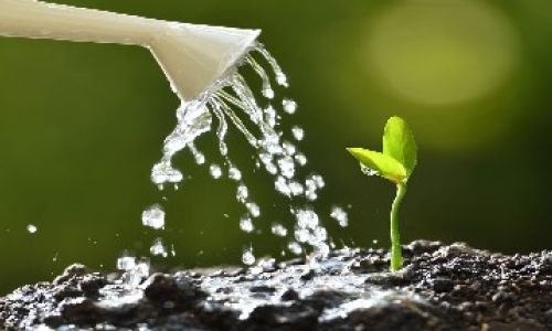 Home 36 Innaffiare le piante